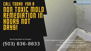 Mold Inspection Denny Whitford Beaverton Oregon - Pure Maintenance Beaverton - 503-836-8833