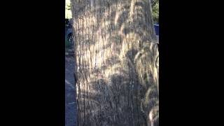 Solar Eclipse Shadow Play
