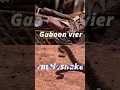 Gaboon vier vs rattle snake