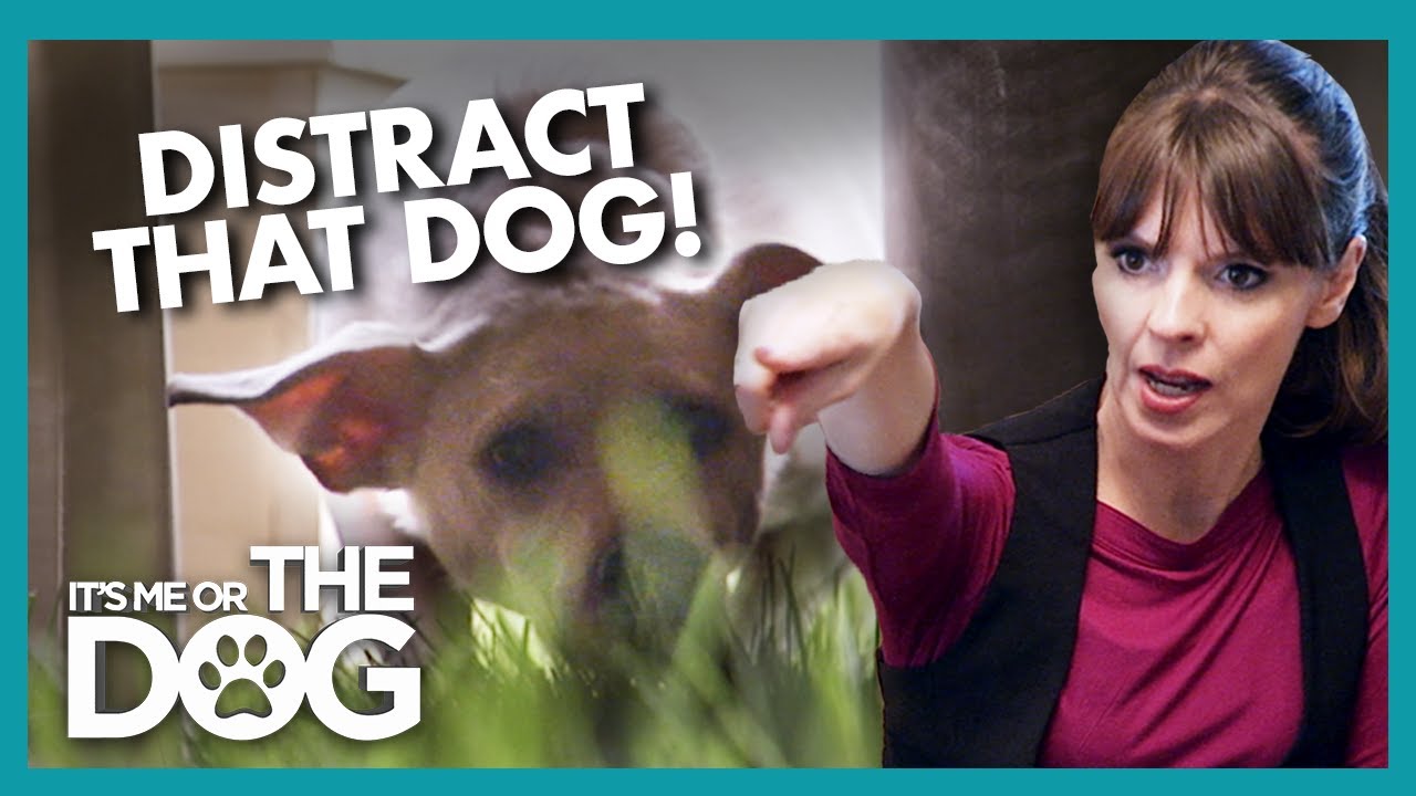 Can Hyper Dog Finally Have A Calm Playtime It S Me Or The Dog Youtube