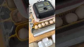 Famous Incubator Review USA incubator Easter eggers hatching using RCOM max 20 Profile