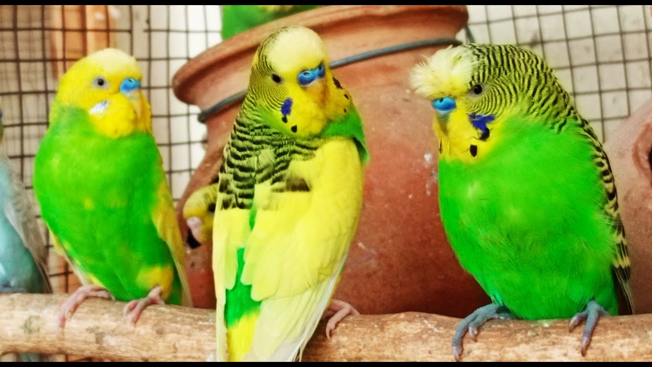 6 hr Budgies Singing _ Morning Bird Sounds _ Relaxing Bird Songs YouTube
