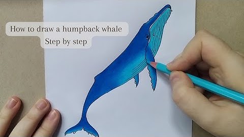 How to draw a humpback whale step by step 🐳
