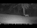 Whitetail Deer Crossing the Lawn