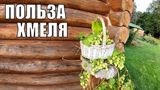 Хмель и его интересные свойства. Рецепт мази из хмеля. Хмель для волос и крафтового пива