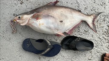 Quay lại ổ cá Basa Sông Tiền #4