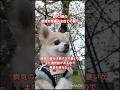 治療法に選択肢がある事に感謝 #犬 #いぬ #dog #shorts