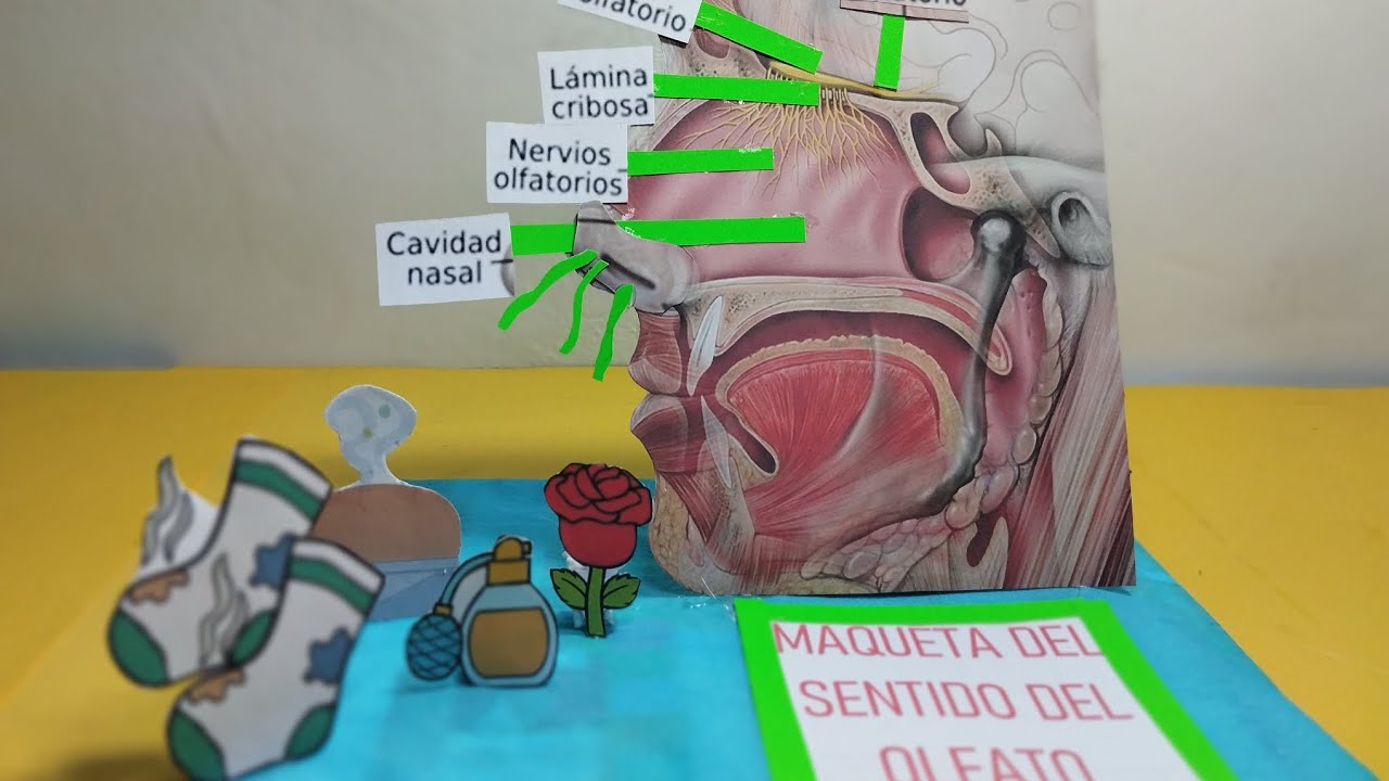 MAQUETA DEL SENTIDO DEL OLFATO MUY FACIL DE HACER - YouTube
