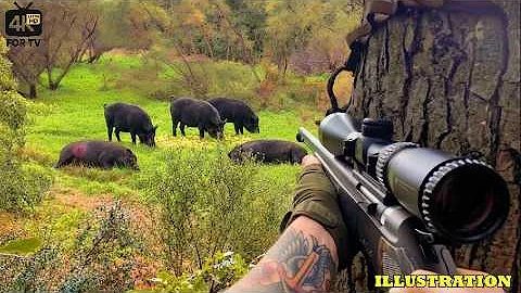 Feral Hog Hunting in California: Why It’s Harder Than You Think (400,000 Hogs!)