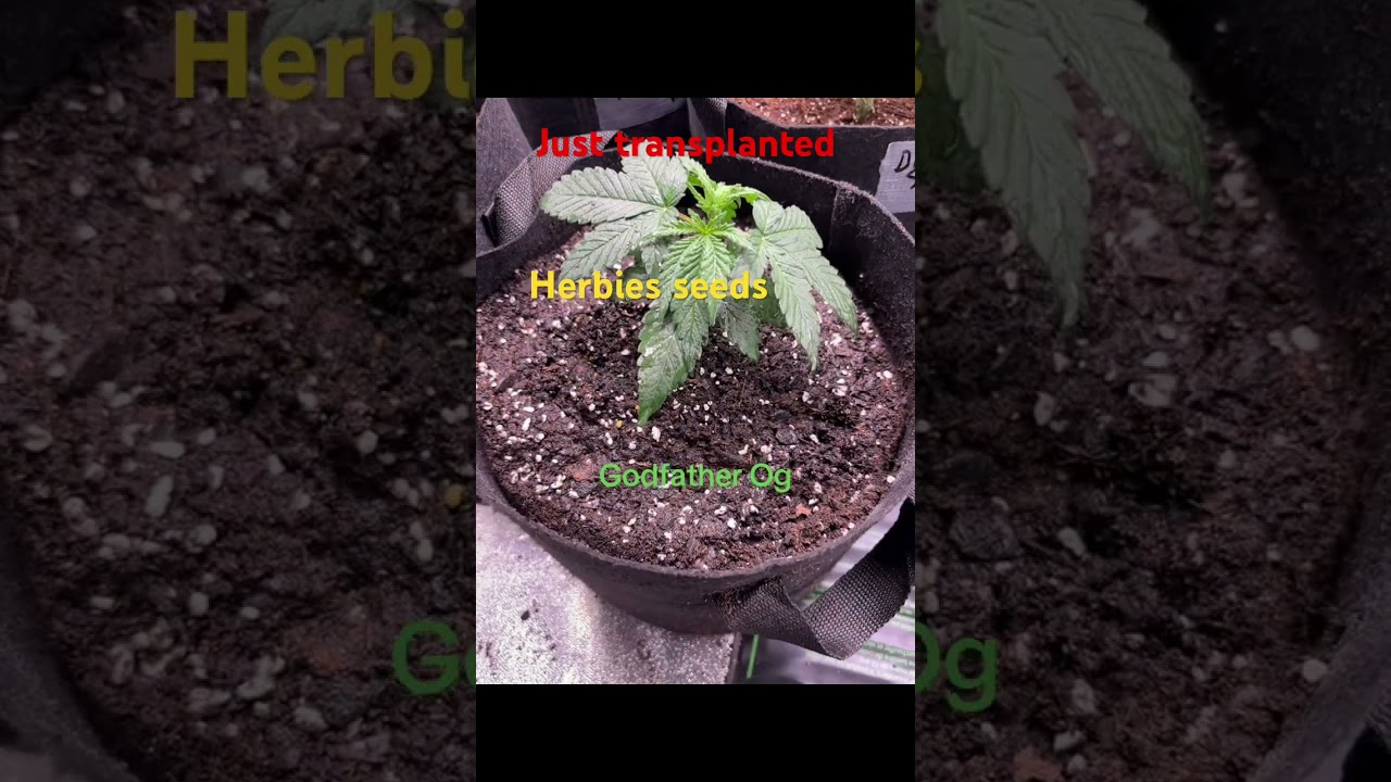 Herbie Seeds, Godfather OG, phenotype, chemovar