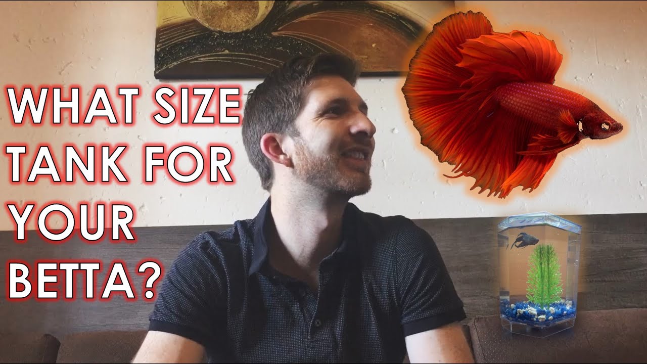 What Is The Right Size For A Betta Tank?