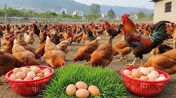 Inside the Free-Range Chicken Farm: Boosting Profits through Certified Organic Meat Production