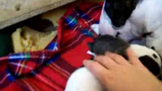 Coco Daidalos & Her Pupps