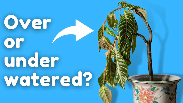 The Secret to Knowing if Your Plant is Overwatered - DayDayNews