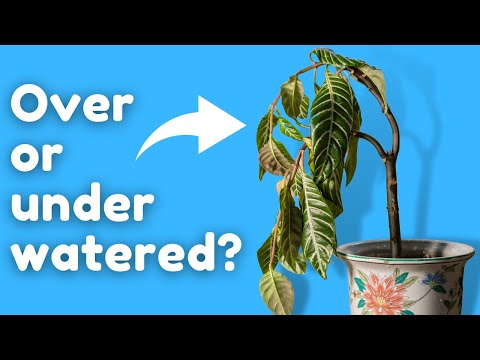 The Secret to Knowing if Your Plant is Overwatered