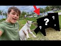 My GOATS get a NEW HOUSE!! (barn update)