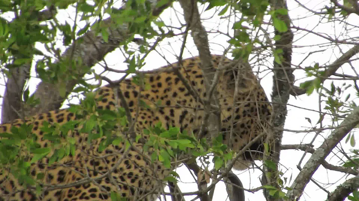 Maasai Mara Leopard Eating Lunch