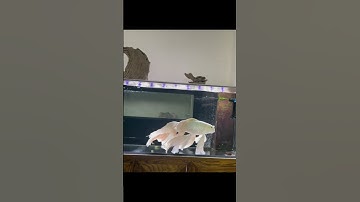 Cá chép phi tần cổ điển size đại siêu vây vi tuyệt đẹp - Beautiful Taiwan butterfly carp #cachepsutu