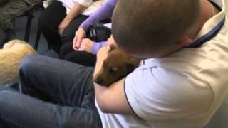 Puppy Parties at Cherrydown Vets
