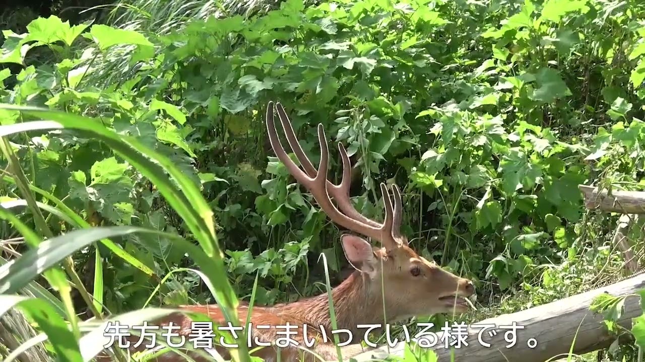 嫌なサイズ（鹿：有害駆除 罠）2024年7月27日 - YouTube