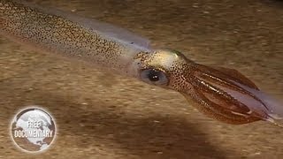 The Best Documentary Ever - The spawning Migration of the Squids Teaser