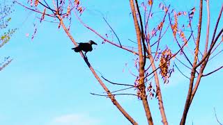 NATURE| A POETIC DOCUMENTARY