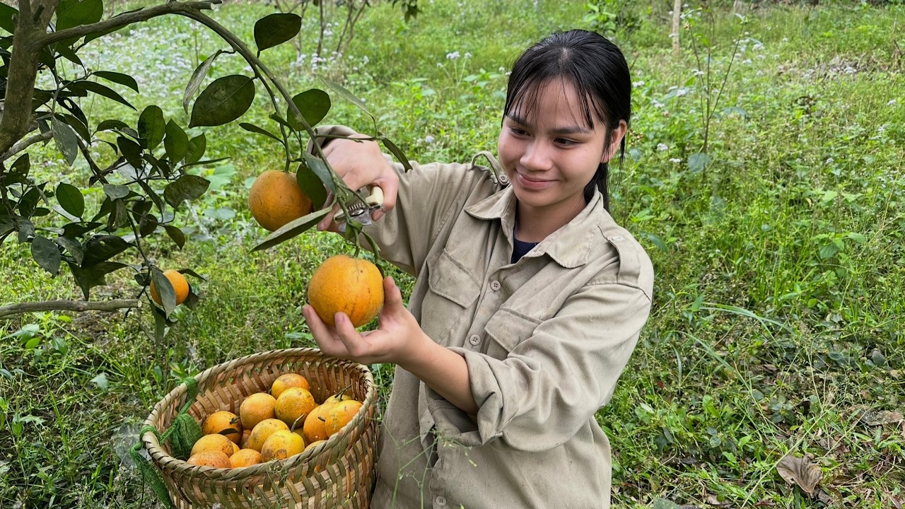 The poor girl harvests oranges to improve her life and make it better.