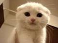 我が家に仔猫がやって来た!【スコティッシュフォールド】
