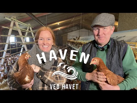 Video: Hønsehold for begyndere - fordele ved at have høns i en have