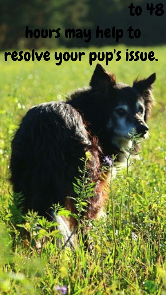 when-dog-has-diarrhea-shorts-youtube