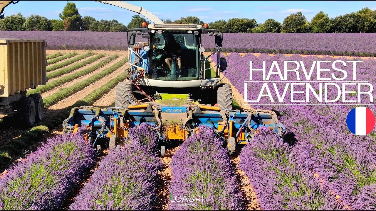 🤠 RÉCOLTE LAVANDINS en FRANCE : des MACHINES UNIQUES 🤩VALENSOLE & Gorges du VERDON 😍