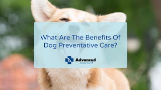 What Are The Benefits Of Dog Preventative Care? by Advanced Animal Care 70 views 2 years ago 2 minutes, 22 seconds