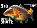 Особенности ловли карпа осенью! Куда смещается карп осенью? Что делает карп осенью?