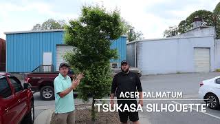 Acer Palmatum Tsukasa Silhouette Columnar Maple As A Street Tree? - Japanese Maples