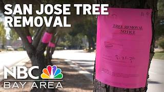 San Jose to remove more dead or dying trees