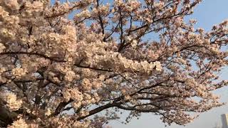 2018.3.28 境川の桜並木