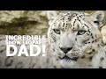 SNOW LEOPARD dad is AWESOME! - The Big Cat Sanctuary