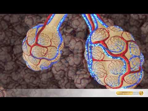 Video: Was ist der Unterschied zwischen Bronchiolen?