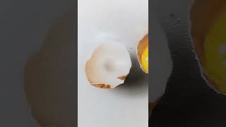 3D Egg Drawing