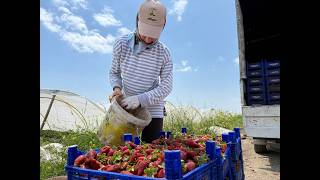Tarla ile market rafları arasındaki farka üretici bile inanamıyor