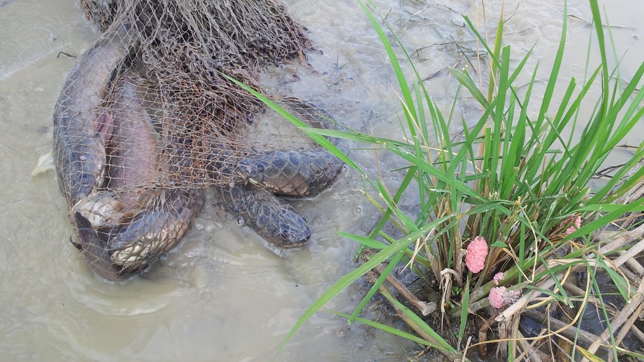 water snake pet Amazing Net Fishing Videos in cambodia-How to Catching Fish by Net-Best Fishing Water Water hunting