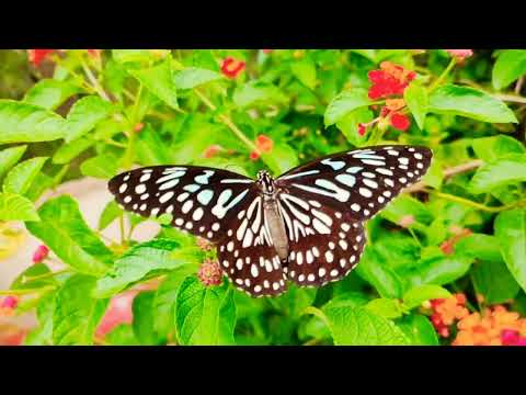 Nature's Beauty (2022)🌱 Beauty of nature #nature #butterfly #flowers #shorts