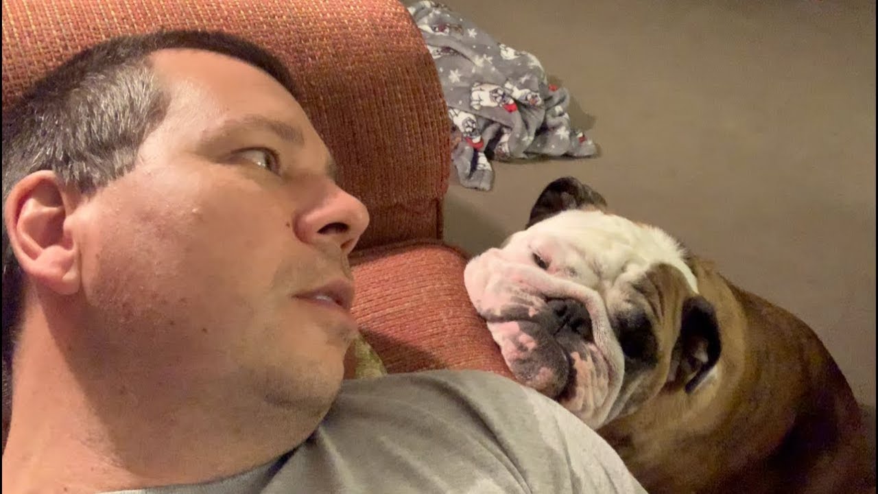 Reuben the Bulldog: Enough Is Not Enough british bulldog price