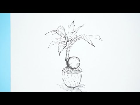 Video vẽ kí họa ngoài trời Kí họa cây kiểng Mĩ thuật 7 Mĩ... - youtube