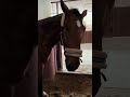 Il principe che si fa massaggiare e la schiava che lo riprende 😭👑