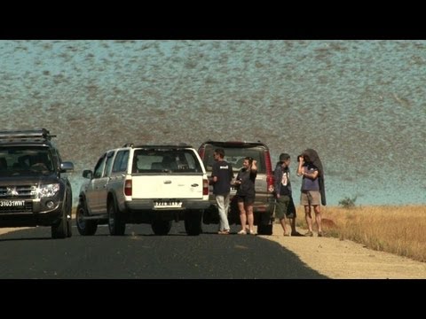 That's not a storm over Las Vegas. It's a grasshopper invasion.