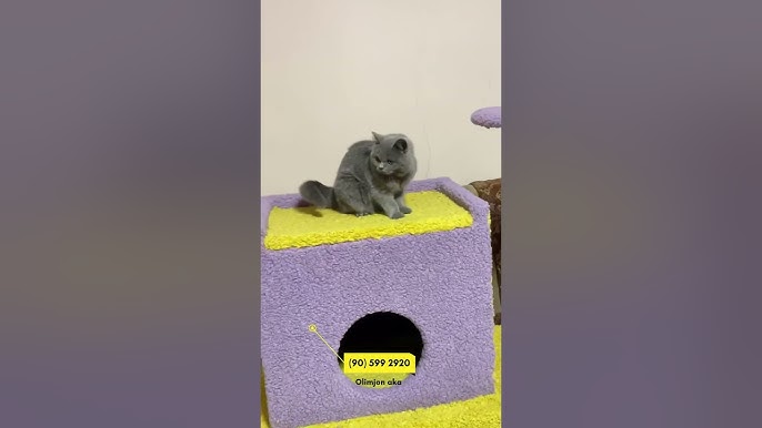 Bekor mushukning uy qurilishi surati