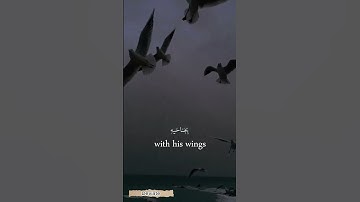 وما من دابة في الارض ولا طائر   سورة الانعام