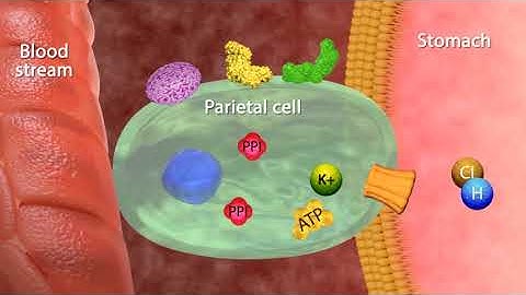 Mechanism of Action Proton Pumps Inhibitors