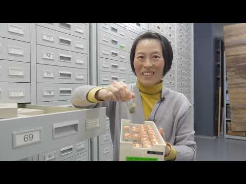 Interview with Megumi Saito, Department of Geology and Paleontology, National Museum of Nature an...